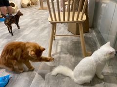 -楼上猫咖(罗湖店)