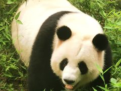 -广州动物园