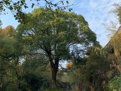 -西湖风景区十里琅珰-五云山