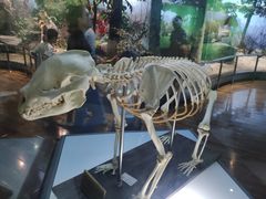 -陕西自然博物馆