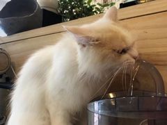 -平行世界·猫咖(首经贸店)
