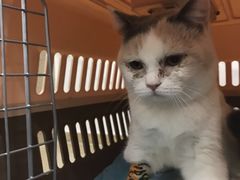-伟伟宠物医院·CT影像中心·瑞派犬猫综合性门诊(汉口总院)