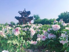-曹州牡丹园