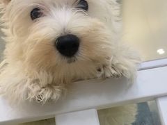 -萌宠之家·腊肠犬·马尔泰·小体犬舍