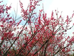 -铁山坪森林公园