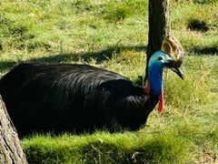 -西霞口神雕山野生动物世界