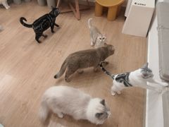 -有喵·猫咖·狗咖·30几只猫10只小狗(岗厦店)