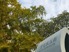 -三里屯东五街银杏大道