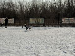 -爪吧宠物乐园 (温榆河示范区店)