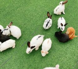 -萌宠亲子动物乐园(槐房万达店)