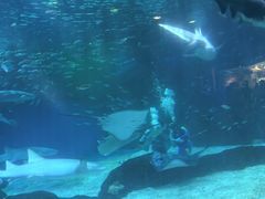 -海合安成都极地海洋公园