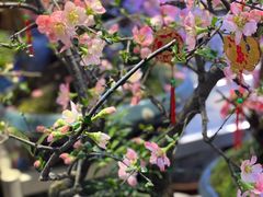 -双季花艺园艺市场(浦东店)
