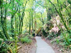 -怀托摩萤火虫洞