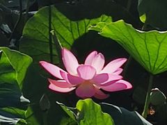 -永定河休闲森林公园