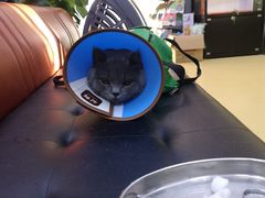 -瑞派天宁宠物医院·猫科·异宠中心