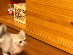 -东方名猫馆·英短金渐层布偶猫舍(环线广场1号楼店)