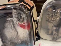 -老吴的猫·猫舍(新区店)