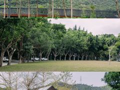 -银湖山郊野公园-相思林