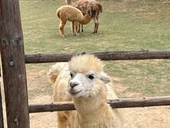 -泉州海丝野生动物世界