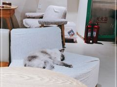 -藏猫猫咖啡主题馆(中央大道店)