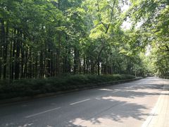 -西湖外事游船(花港观鱼码头)