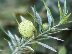 -广州神农草堂中医药博物馆