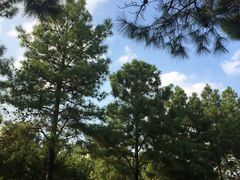 -同济大学(嘉定校区)