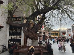 -古树酸奶(八廓南街店)