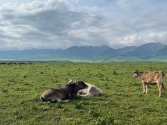 -新疆那拉提国家旅游度假区