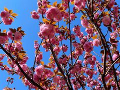 -高东镇樱花园