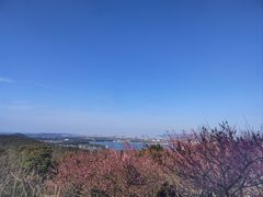 -香雪海