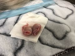 -达爱动物医院·犬猫分区·CT·复杂眼科(远洋山水分院)