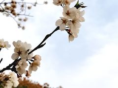 -高东镇樱花园