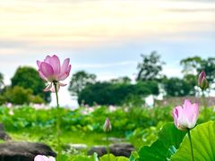 -滆湖低碳生态公园