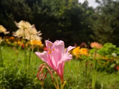 -杭州植物园