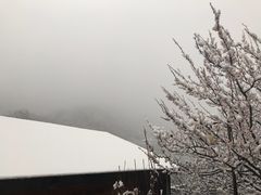 -Local泰莲庭(虹鳟鱼店)