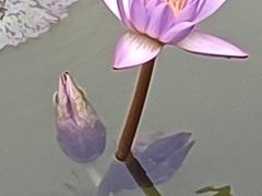 -云溪植物园