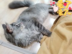 -十年猫舍·猫咪专门店(普陀店)