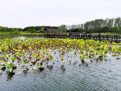 -溱湖国家湿地公园