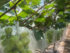 -马陆小张葡萄园农家乐