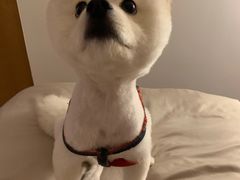 -BABYDOG宝贝狗宠物乐园(欧洲城店)