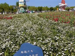 -荷兰花海