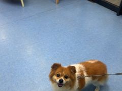 -博特宠物医院24h犬猫全科.骨科·异宠