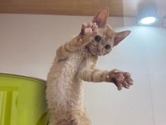 -青奢宠物·青奢猫舍