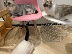 -momokira米努特·德文卷毛猫·棉花面纱犬
