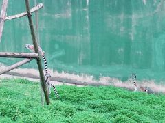 -合肥野生动物园
