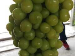 -马陆小张葡萄园农家乐