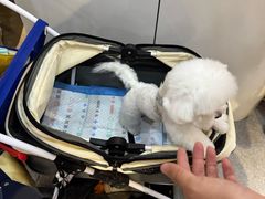 -BABIT巴比特宠物(MOMOPARK店)