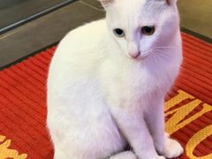 -凯华海鲜火锅·传承三十六年