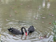 -荷兰花海